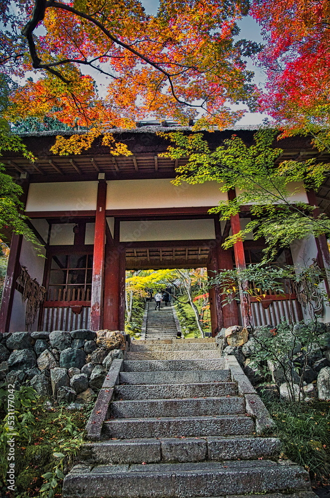 秋、日本のお寺の境内は紅葉で赤く染まります
