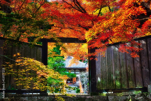 秋、日本のお寺の境内は紅葉で赤く染まります