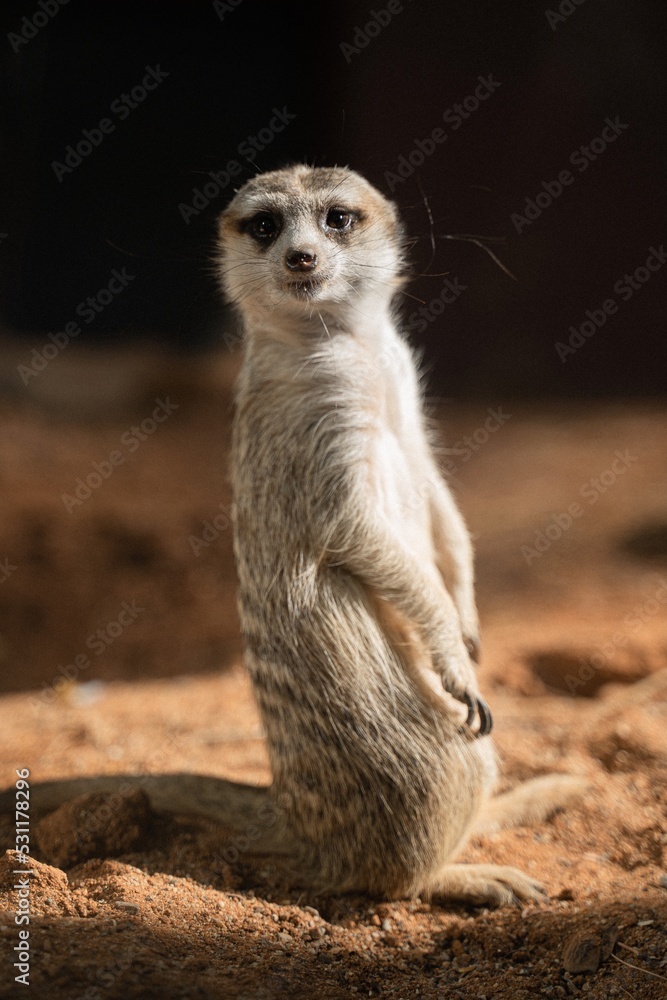 Fototapeta premium Living Desert Zoo Palm Desert California