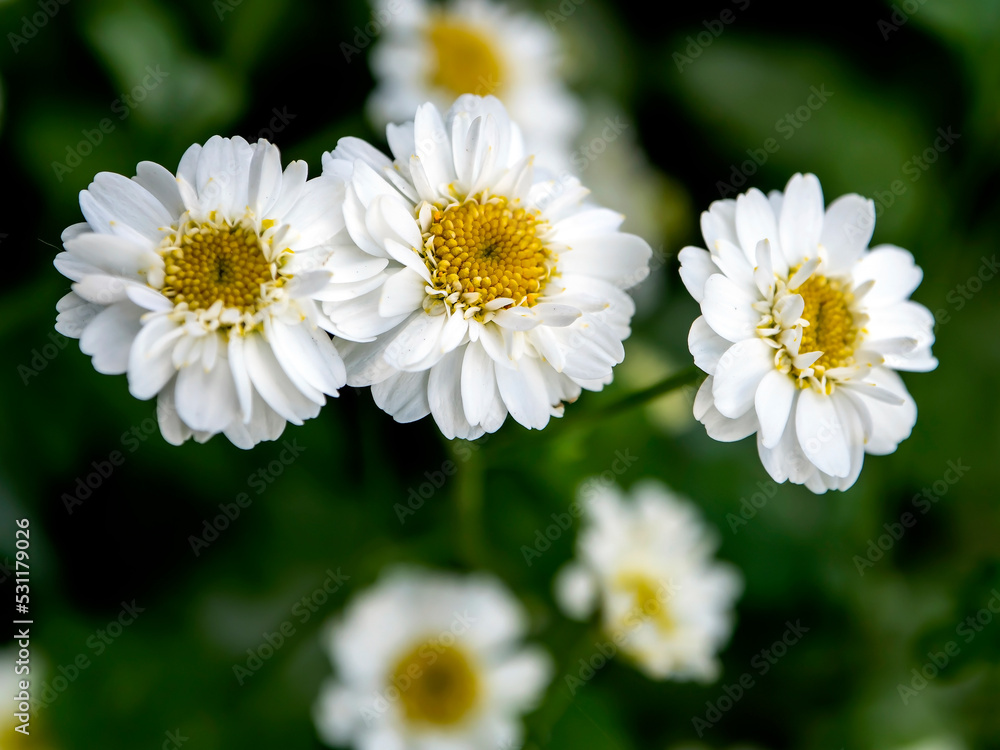 Fototapeta premium little white lovely chrysanthemums in the garden