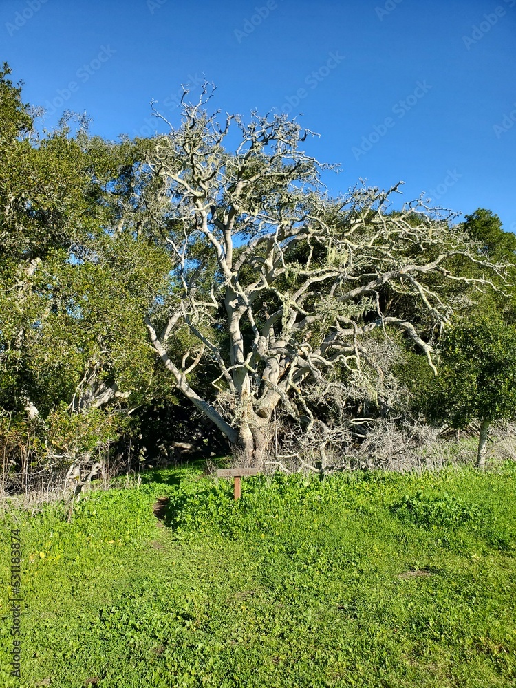 Fototapeta premium tree in the park