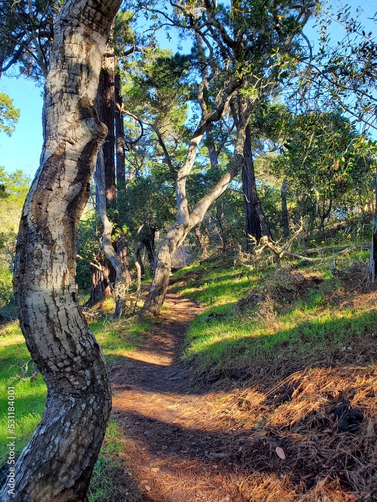 Fototapeta premium tree in the woods