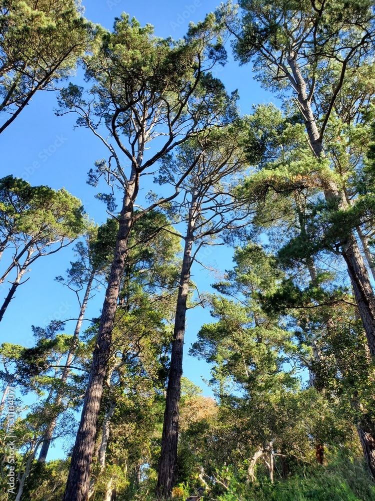 trees in autumn