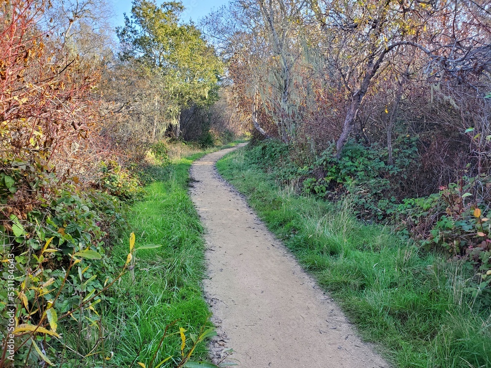 Obraz premium path in the forest