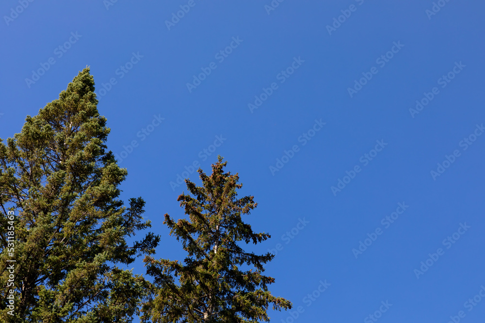 Pine trees and blue sky for graphic resources magazine advertisement layout backdrop Pine trees and blue sky for graphic resources magazine advertisement layout backdrop