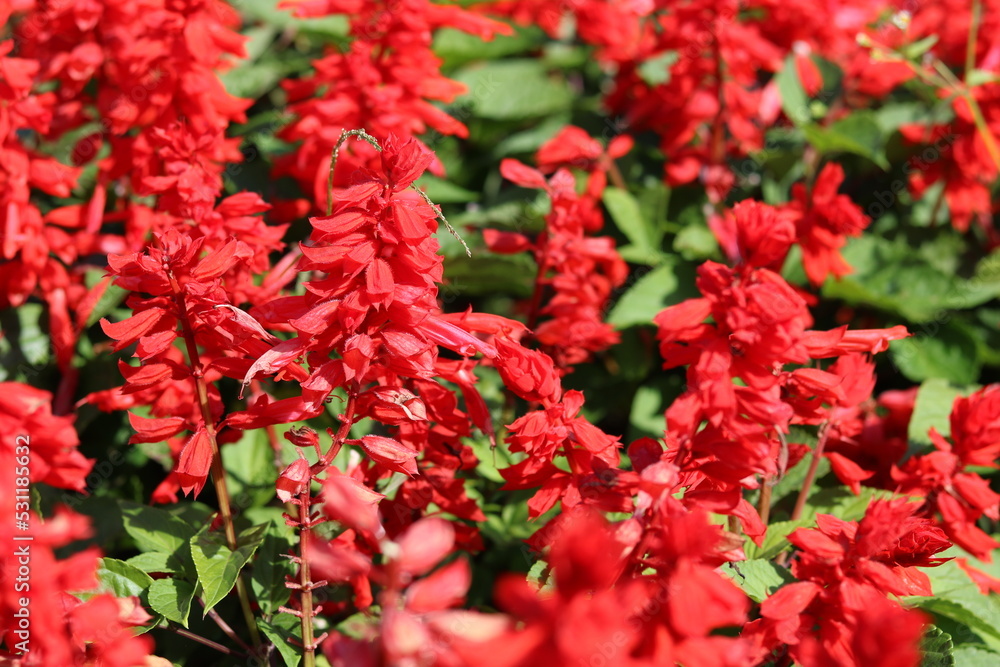 Beautiful red salvia flower. Natural flower background and wallpaper