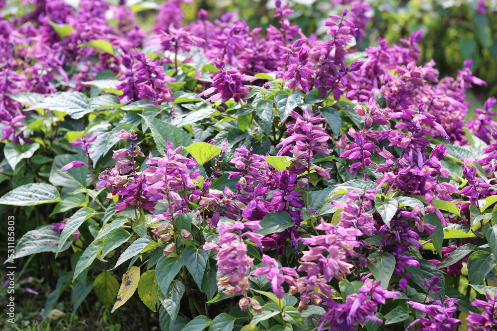 Obraz premium Beautiful purple salvia flower. Natural flower background and wallpaper