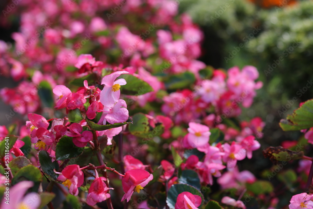 Fototapeta premium Begonia semperflorens cultorum. colorful flower backgrounds and wallpaper