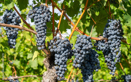 Wallpaper Mural Bunches of black grapes in the Italian vineyards Torontodigital.ca