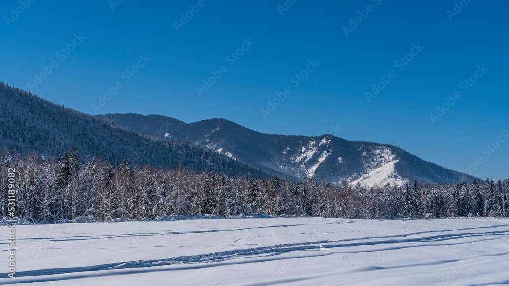 A picturesque wooded mountain range against a clear blue sky. There is a layer of snow on the branches of the trees. There are footprints and tire tracks in the valley. Altai in winter