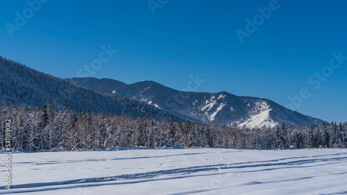 A picturesque wooded mountain range against a clear blue sky. There is a layer of snow on the branches of the trees. There are footprints and tire tracks in the valley. Altai in winter © Вера 