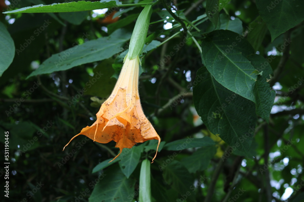 Obraz premium Brugmansia Aurea, yellow trumpet-shaped flowers in the garden. Beautiful flower and nature background.