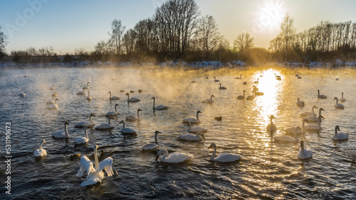 Fototapeta Naklejka Na Ścianę i Meble -  White swans on an ice-free lake during sunset. Waterfowl swim along the sunny path, spreading their wings. A golden haze and steam rises above the water. The sun is shining low in the sky. Altai. 