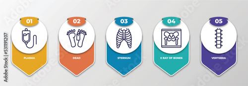 infographic template with thin line icons. infographic for medical concept. included plasma, dead, sternum, x ray of bones, vertebra editable vector.