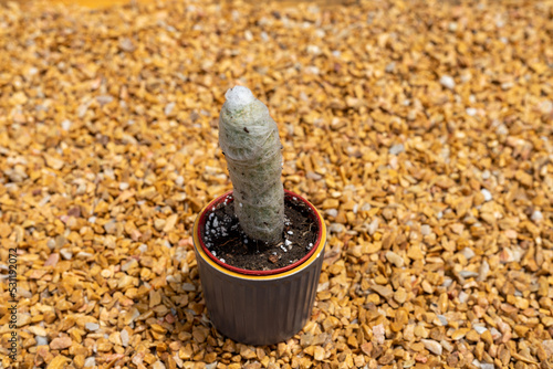 Old Man Cactus ‘Cephalocereus Senilis plant photo