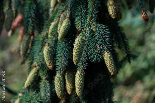 Fir tree. Tree cones with resin bumping between pine needles.