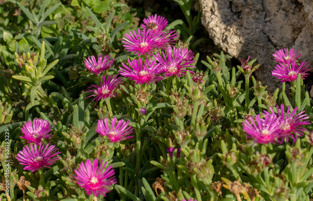 Blooming Delosperma cooperi . Pink flowers of The trailing Iceplant, Hardy iceplant or Pink carpet in the summer. Blooming Delosperma cooperi . Pink flowers of The trailing Iceplant, Hardy iceplant or Pink carpet in the summer.