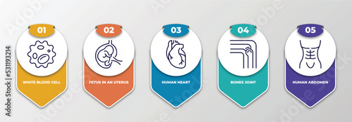 infographic template with thin line icons. infographic for human body parts concept. included white blood cell, fetus in an uterus, human heart, bones joint, human abdomen editable vector.