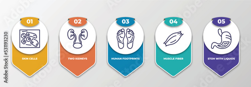 infographic template with thin line icons. infographic for human body parts concept. included skin cells, two kidneys, human footprints, muscle fiber, stoh with liquids editable vector.