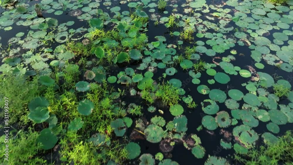 Lily Pads on the Pond Surface Lily Pads on the Pond Surface