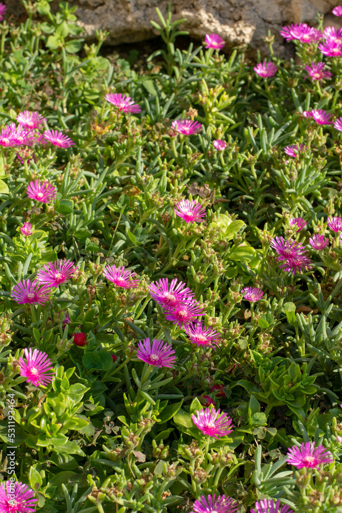 Blooming Delosperma cooperi . Pink flowers of  The trailing Iceplant,  Hardy iceplant or Pink carpet in the summer.