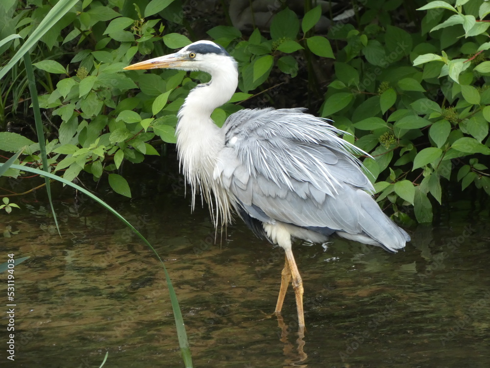 grey heron grey heron