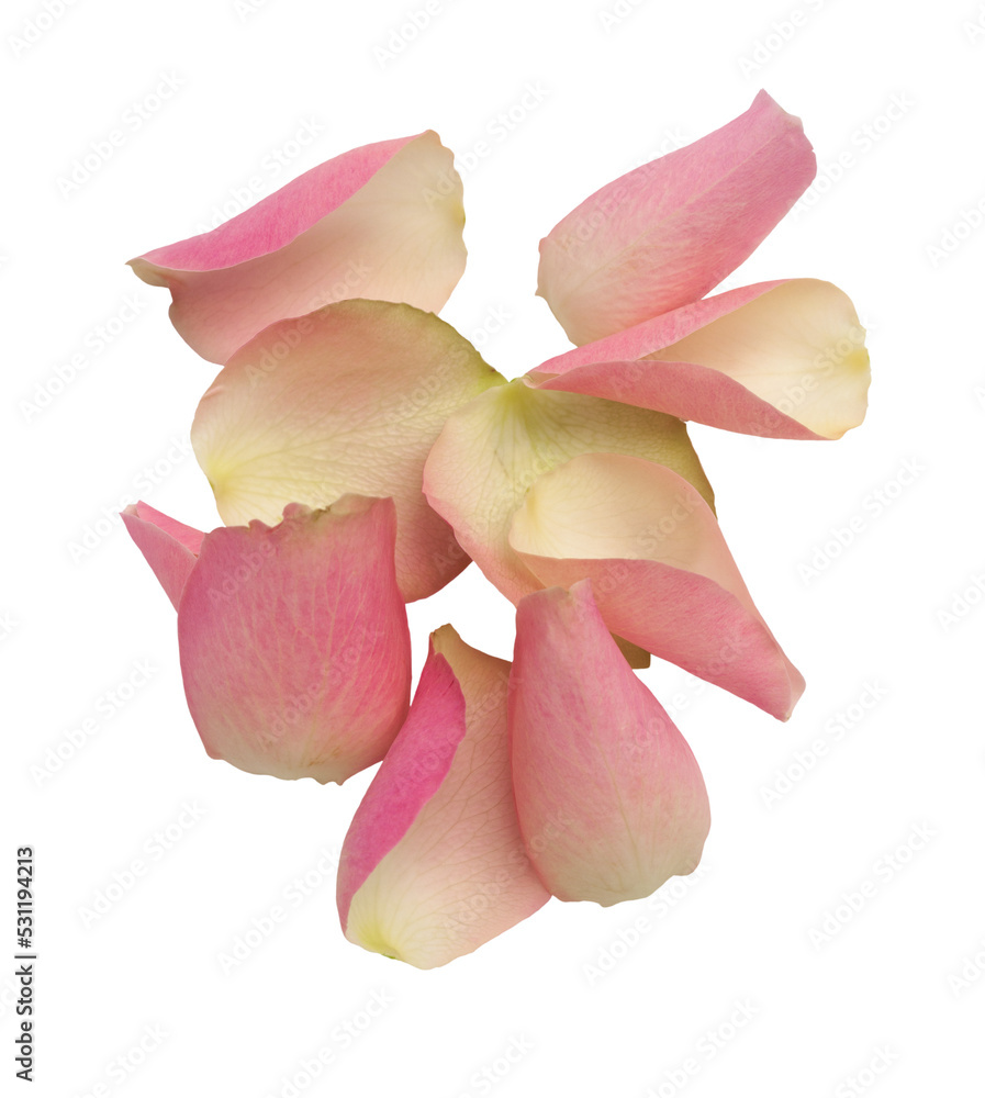 Pink rose petals heap isolated on white. Pink rose petals heap isolated on white.