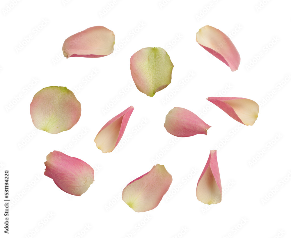 Pink rose petals assorted and isolated.