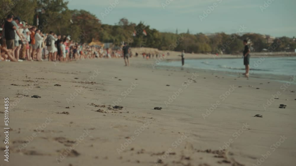 Baby Sea Turtle Released in Kuta Beach Bali Indonesia Baby Sea Turtle Released in Kuta Beach Bali Indonesia