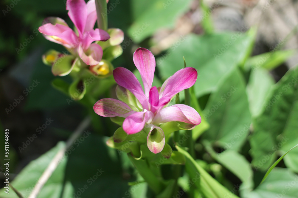 pink flower Curcuma zanthorrhiza pink flower Curcuma zanthorrhiza