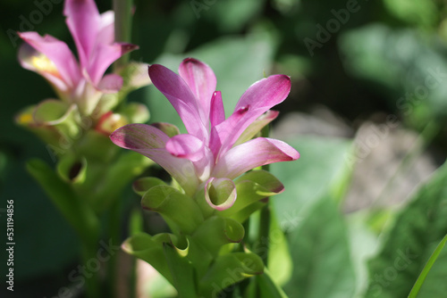 pink flower Curcuma zanthorrhiza