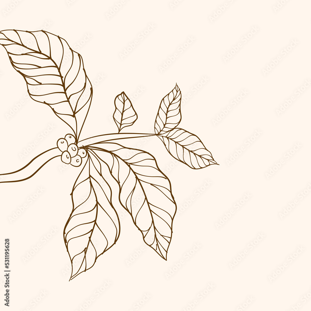 Coffee plant branch with leaf. Hand drawn coffee branch. Coffee beans and leaves. tree illustration. Coffee plant. Coffee tree vector. vector illustration of coffee branch. branch with leaves. Coffee plant branch with leaf. Hand drawn coffee branch. Coffee beans and leaves. tree illustration. Coffee plant. Coffee tree vector. vector illustration of coffee branch. branch with leaves.