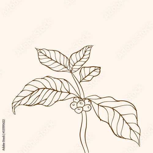 Coffee plant branch with leaf. Hand drawn coffee branch. Coffee beans and leaves. tree illustration. Coffee plant. Coffee tree vector. vector illustration of coffee branch. branch with leaves.