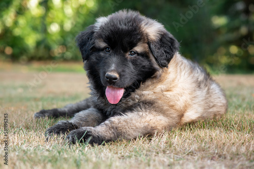 Two months old Estrela Mountain Dog puppy.It is a large breed of dog from the Estrela Mountains of Portugal bred to guard herds and homesteads.It is"one of the oldest breeds in the Iberian Peninsula.