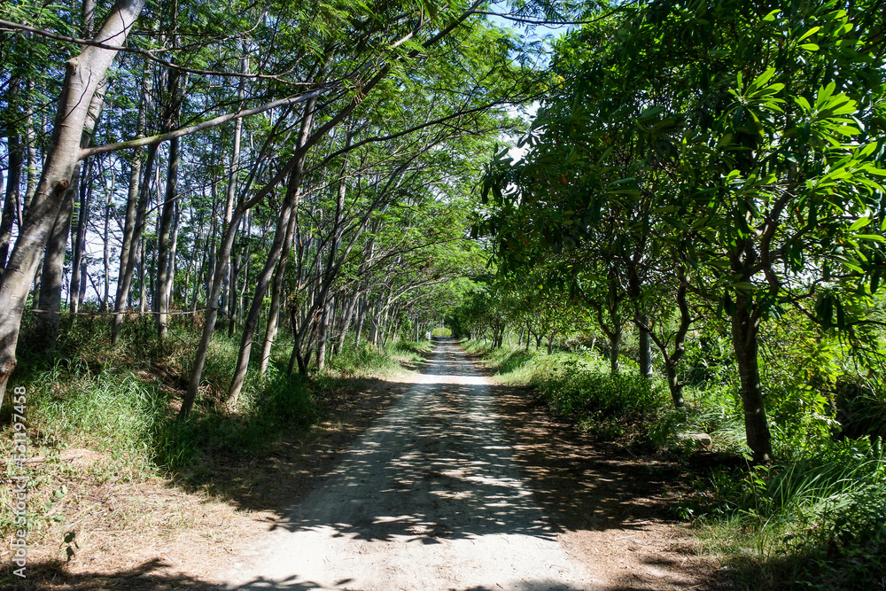 Fototapeta premium dirt trail with tree shadows in the middle of a forest on the bright day