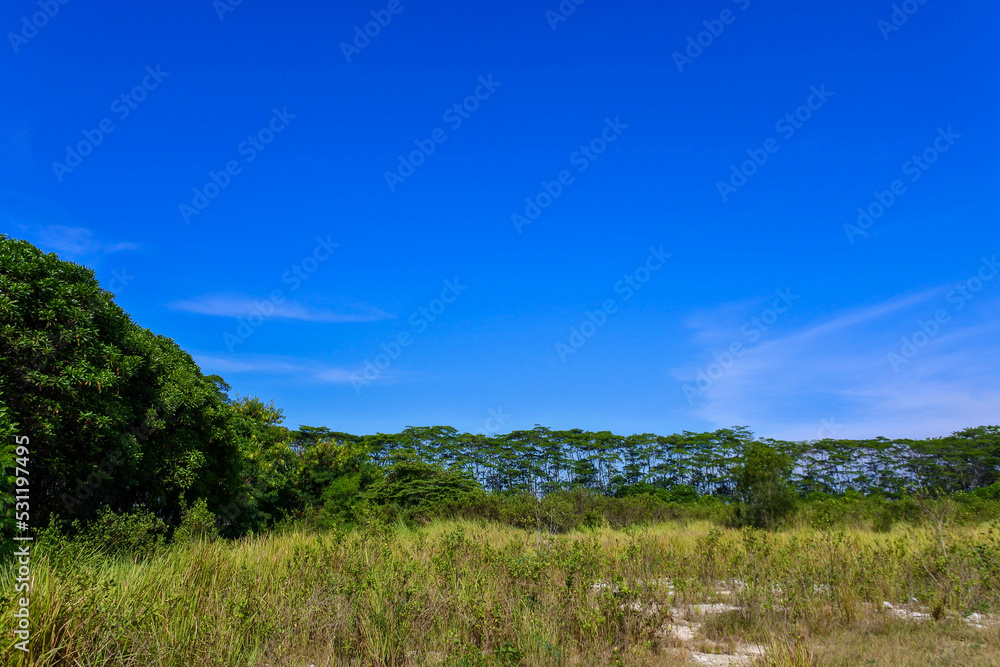 a quiet savannah in a conservation area in indonesia on a sunny day with blue sky