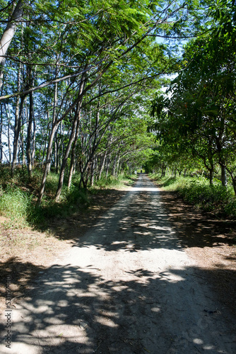 dirt trail with tree shadows in the middle of a forest on the bright day