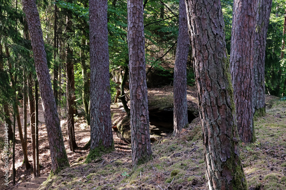 Wald Wald