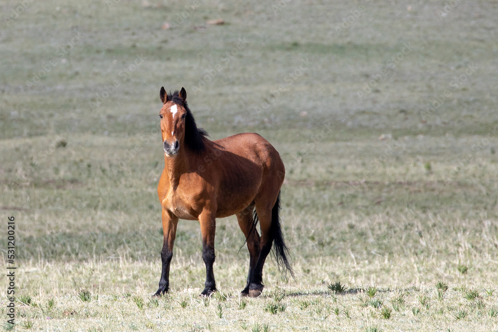 Bay mare wild horse in early morning golden hour sunlight in the mountains of the western United States Bay mare wild horse in early morning golden hour sunlight in the mountains of the western United States