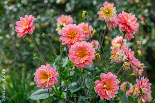 Gorgeous pink dahlias in a flower bed. Gardening  perennial flowers. Floral background.