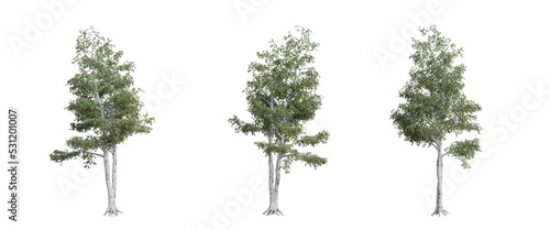 tree isolated on transparent background , tree 3d render