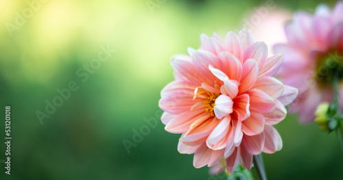 Pink dahlia flower on natural green background with copy space. Floral card  natural background.