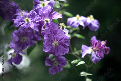 Colorful flowers on nature background