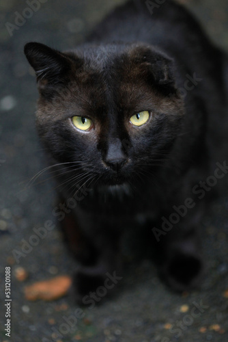 Portrait of black wild steert cat