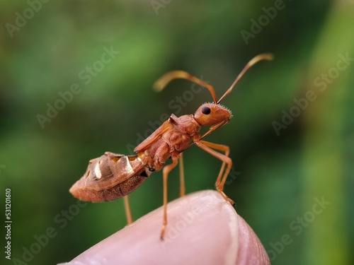 red ants on fingertips