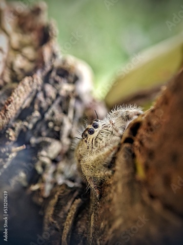 white jumping spider on the ground