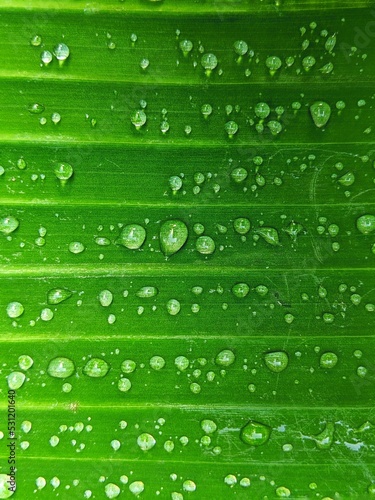 water drops on green leaf