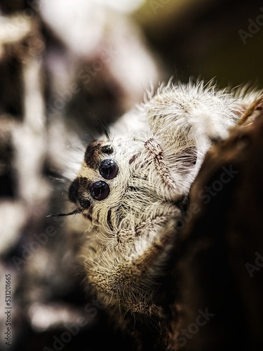 white jumping spider on the ground