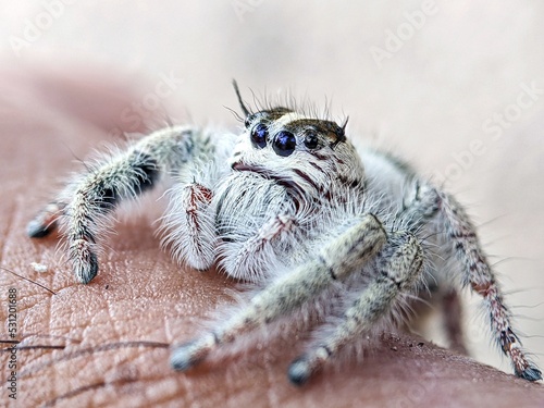 white jumping spider on the ground