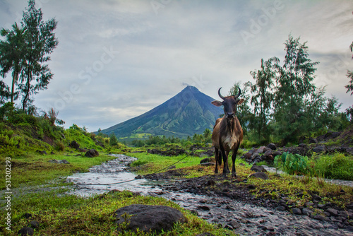 River from Mayon Volcano and Cow in Legazpi City Albay Philippines © Cristan